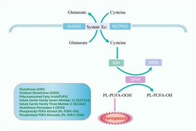 Ferroptosis and multi-organ complications in COVID-19: mechanisms and potential therapies